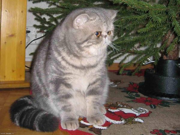 Любовь Хураськина