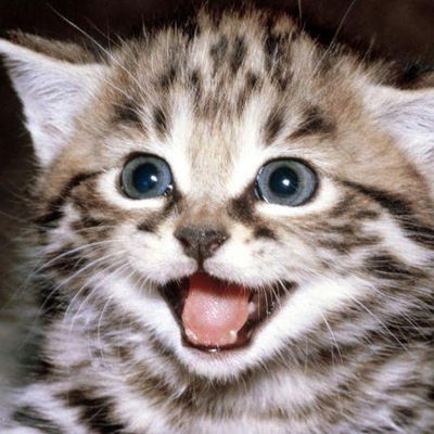 Вредный Кот