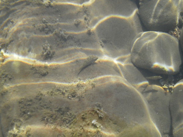 Владимир Ковтунович