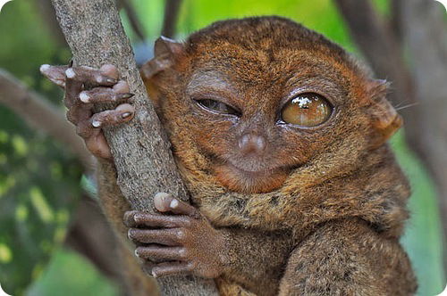 Денис Чижов