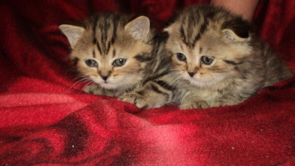 Светлана Василькова