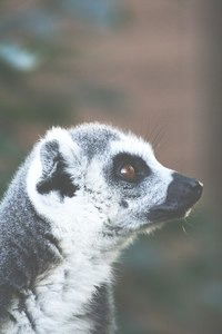 Андрей Замятин