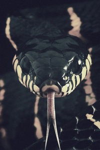 Миша Чулков