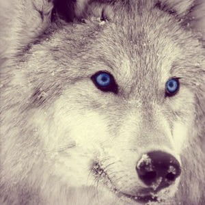 Диана Соловей