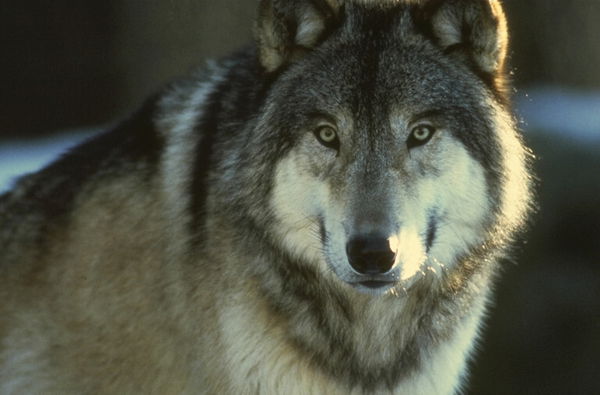 Эдуард Старков