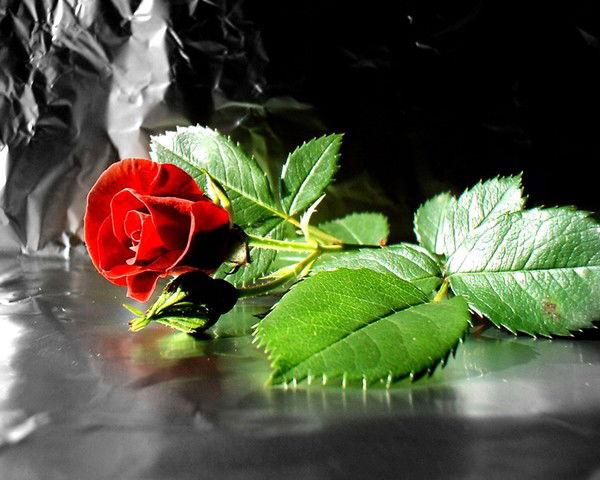 **girl** ***angel***