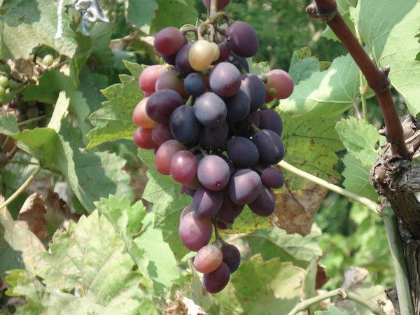 Галина Севастьянова