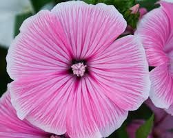 Маша Арипова