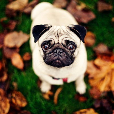 Ангелина Викявина