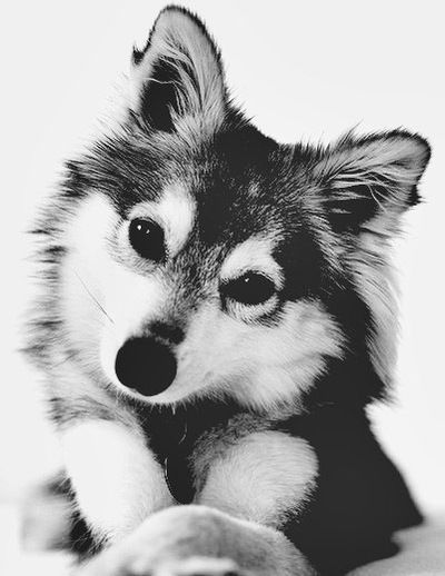 Регина Степанова