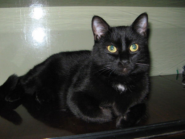 Виктор Тюшевский