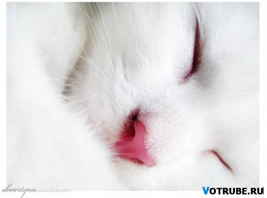 Анна Колчева