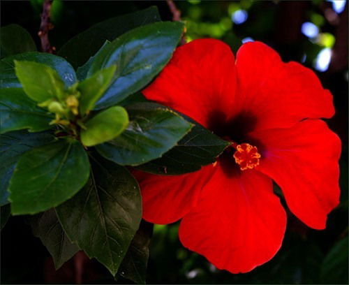 Катерина Шемякина