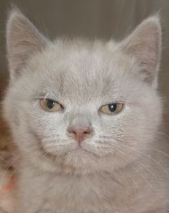 Константин Лукьянчиков