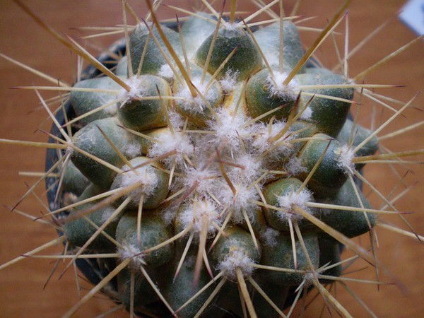 Анатолий Запирич