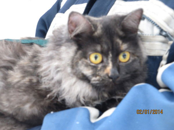 Егор Камоцкий