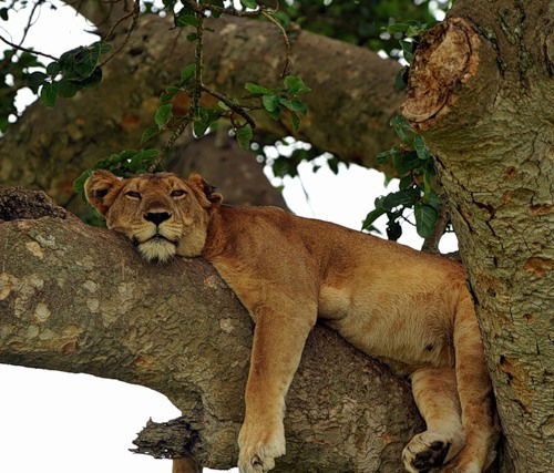 Юрий Пильников