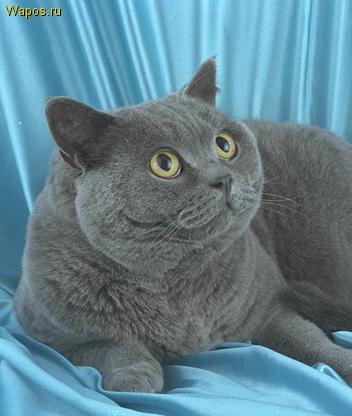 Гульнара Оспанова