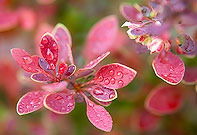 Галия Абдраманова