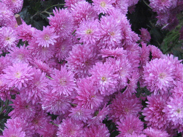 Галина Окорокова