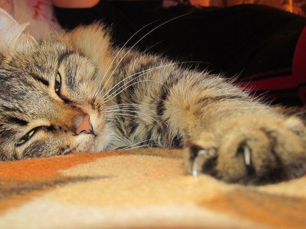 Лиза Андреева