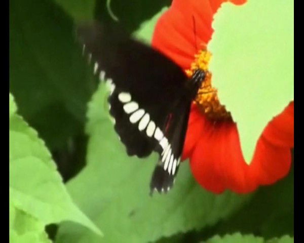 Елена Юдакова