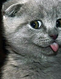 Алексей Гурьев