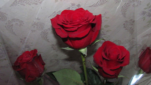 Лида Бабаченко