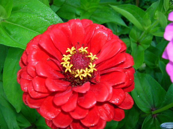 Валентина Голованёва