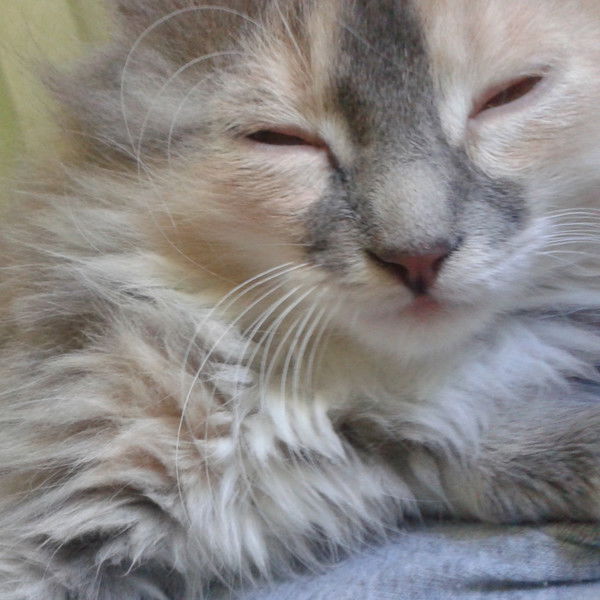 Ирина Лаврентьева