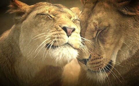 Гламурчик Я