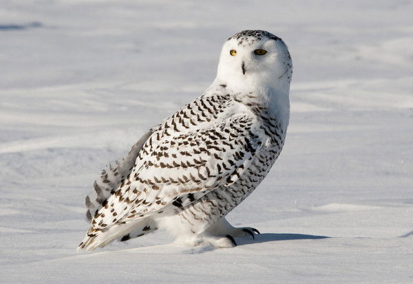 Василий Кузнецов