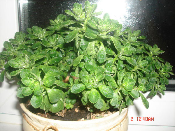 Мария Шестакова