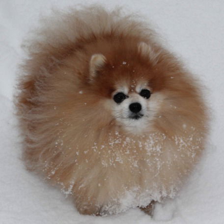 Светлана Бушило