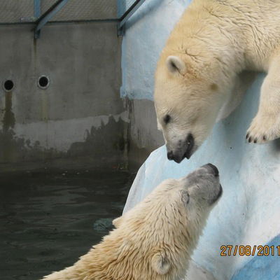 Валерия Горшкова