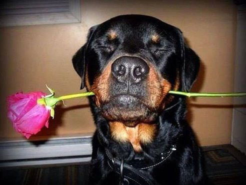 Елена Клёнская