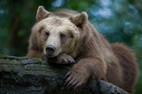 Александр Левов