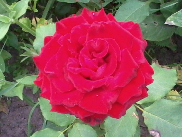 Любовь Китаева