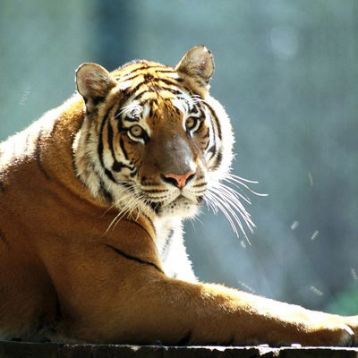 Юлия Коробко