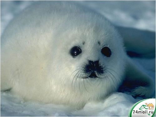 Валерий Ченцов