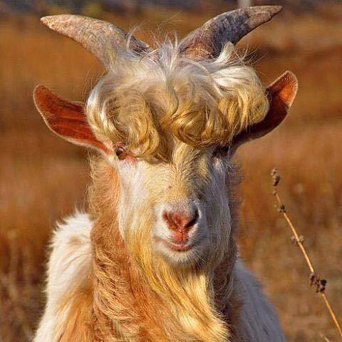 Людмила Плаксина