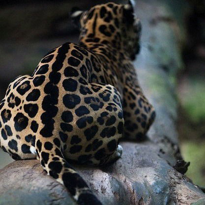 Ирина Чеканова