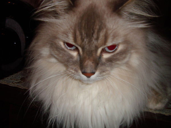 Андрей Токарев