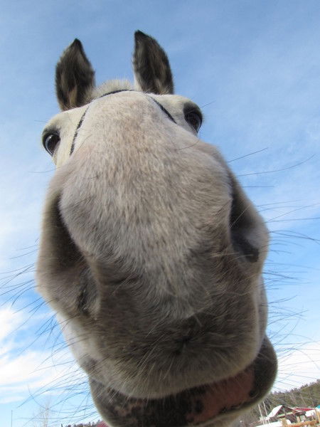 Данилл Вымпел
