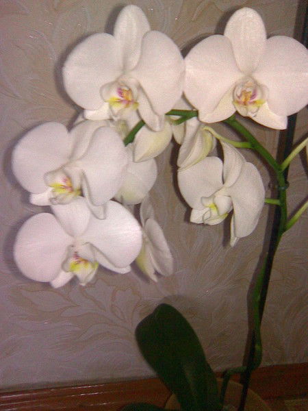 Алия Зайкенова