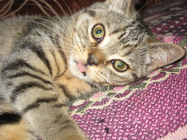 Анастасия Алексеева