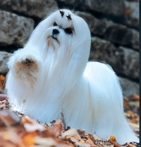 Питомник Migdal