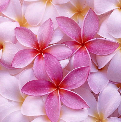 Милена Король