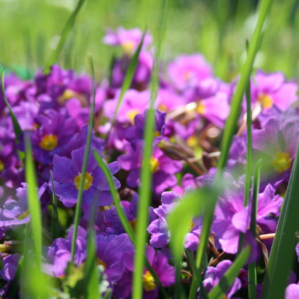 Екатерина ***