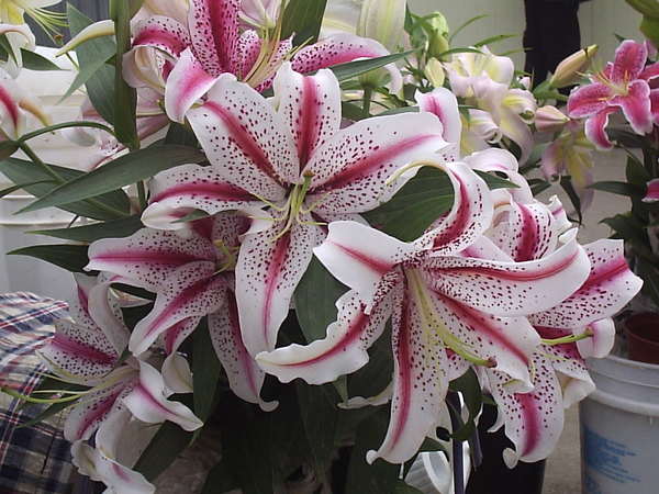 Елена Митлигина